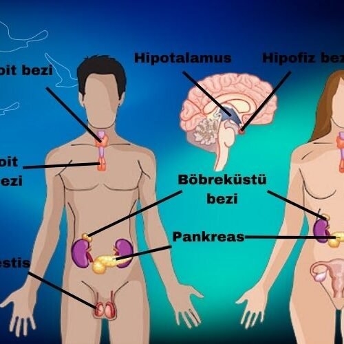 klinist- endokrin kanserler